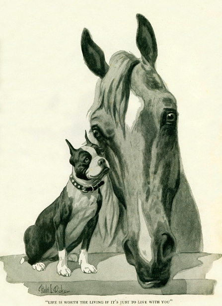 LE TERRIER DE BOSTON - Page 6 Boston-terrier-dog-horse